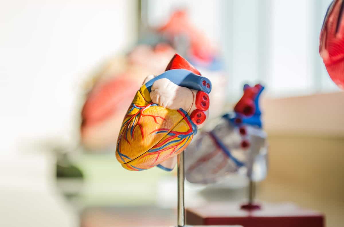 come misurare la pressione sanguigna a casa anatomia del cuore