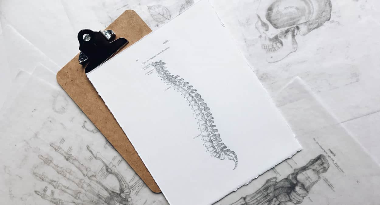 colonna vertebrale anatomia