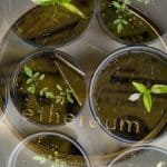yield farming Ethereum con piante coltivate