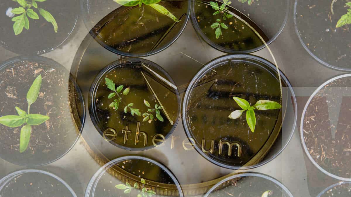 yield farming Ethereum con piante coltivate